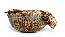 Turtle on his back