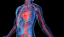 Vascular Human Body System