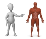 Figure pointing at a muscular system of a man to illustrate importance of Human Body Systems